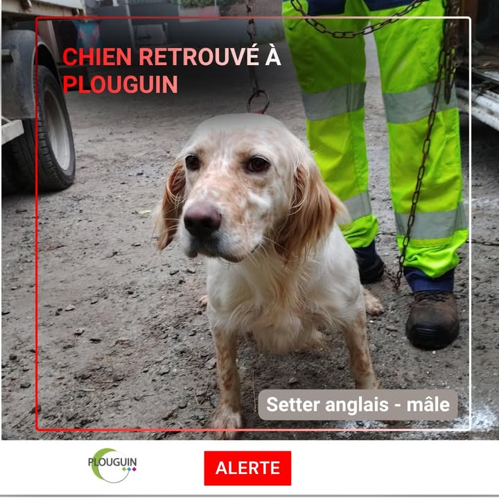 🚨CHIEN RETROUVE A PLOUGUIN Un 🚨CHIEN RETROUVE A PLOUGUIN Un