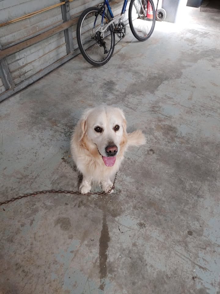Un chien a été aperçu en libe